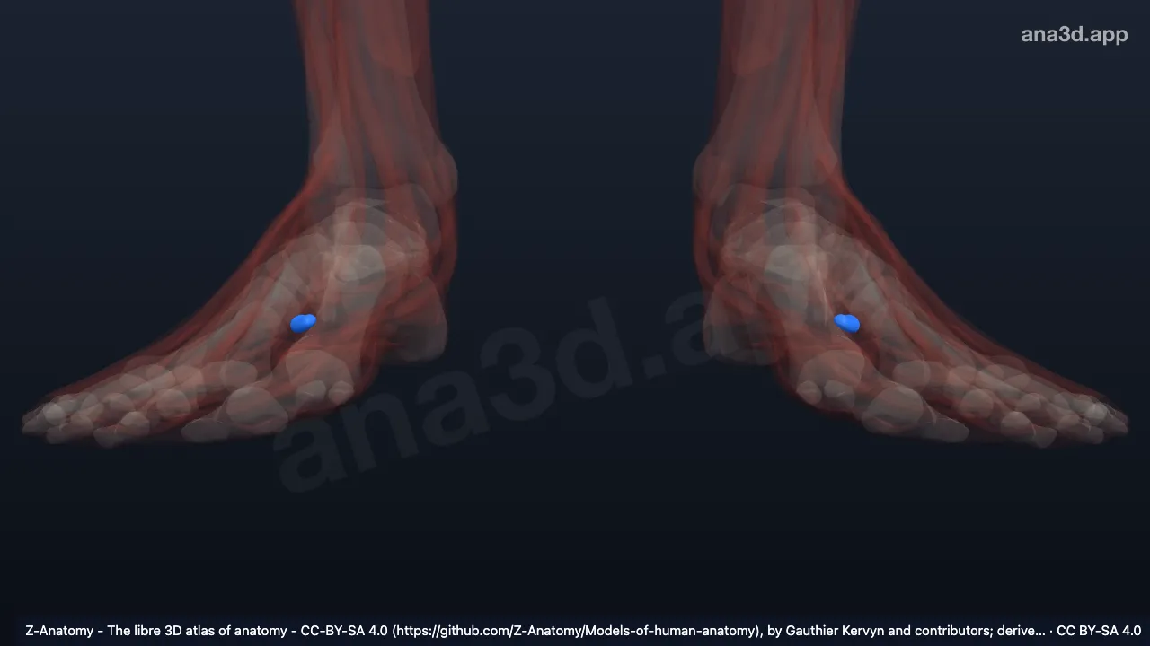 Modelo 3D: Bainha do tendão plantar do músculo fibular longo