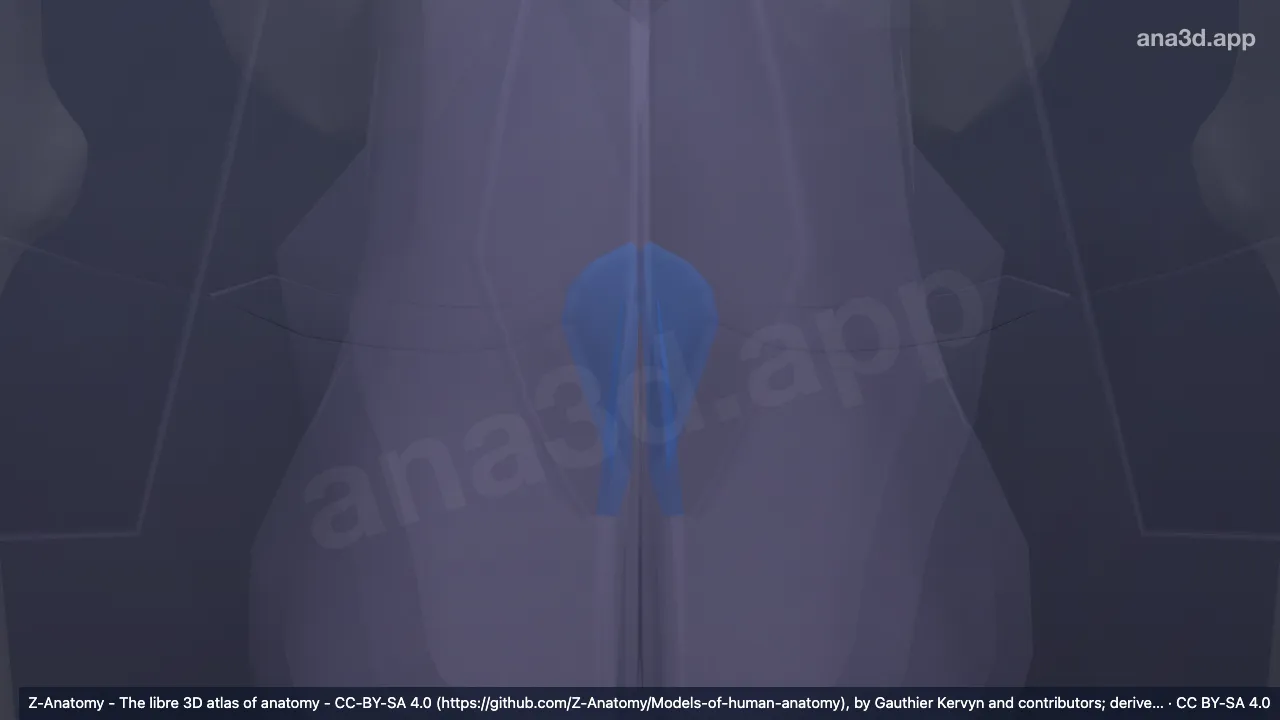 3D-Modell: Analregion
