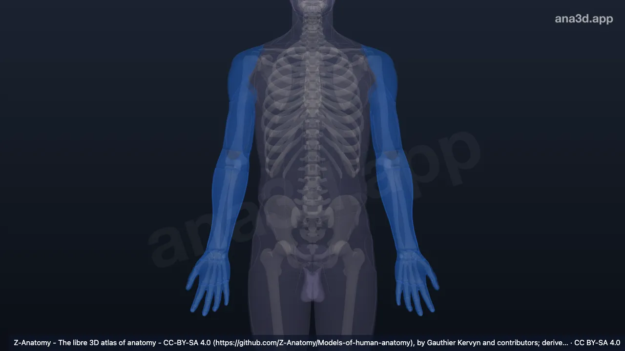 3D model: regions of upper limb