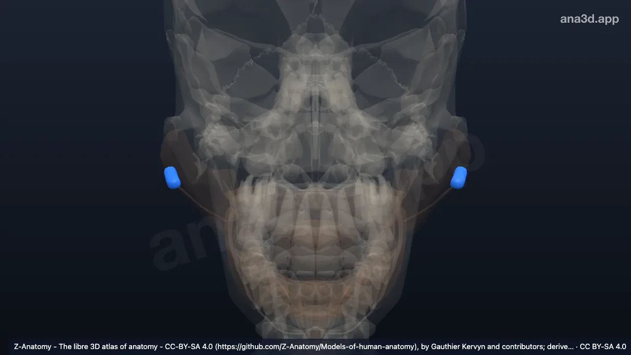 3D model: (Accessory parotid gland)