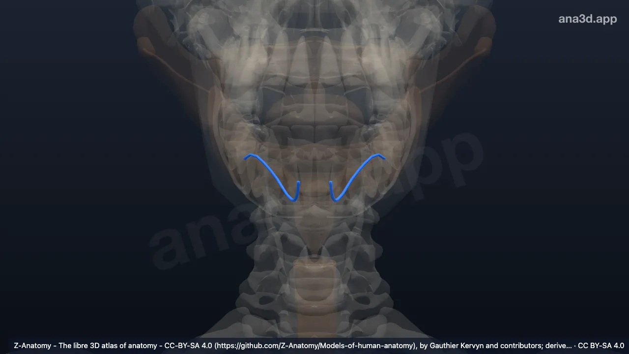 Modèle 3D : Canal submandibulaire