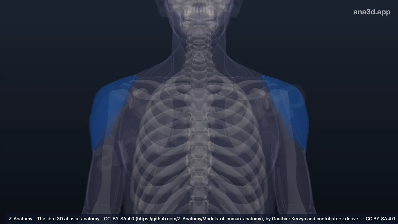 Model 3D: Regio deltoidea
