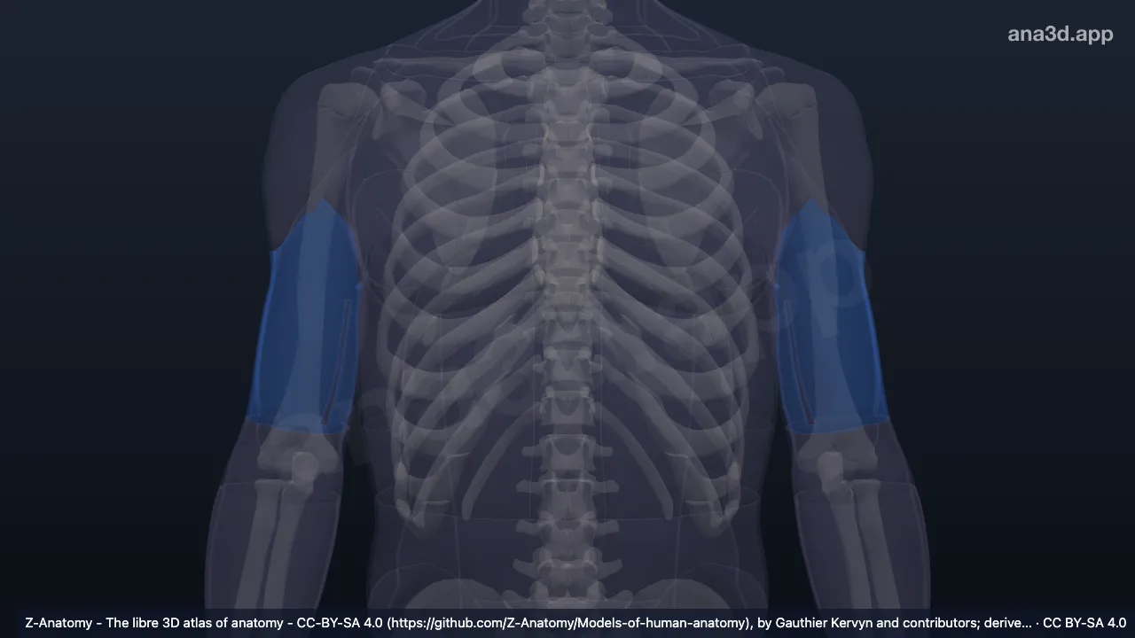 Model 3D: Regio anterior lengan atas