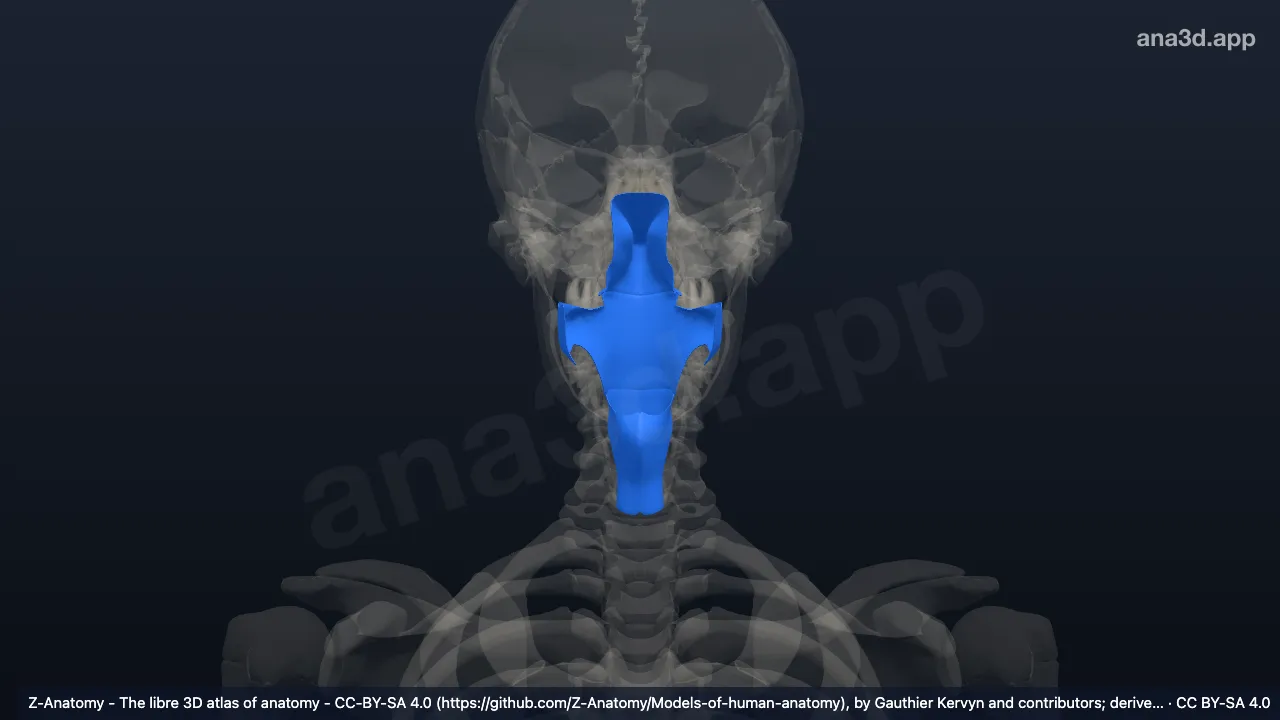 3D model: pharynx