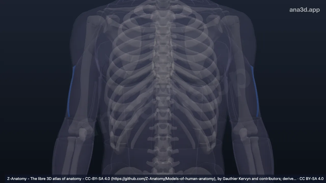 3D model: lateral bicipital groove