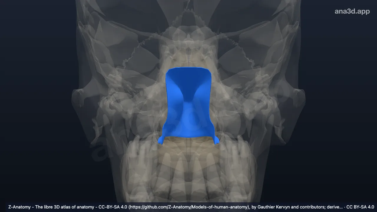 Model 3D: Nasofaring