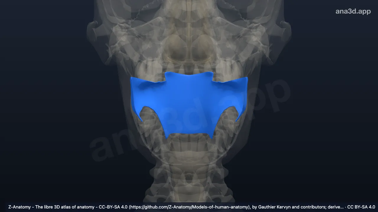 Model 3D: Orofaring