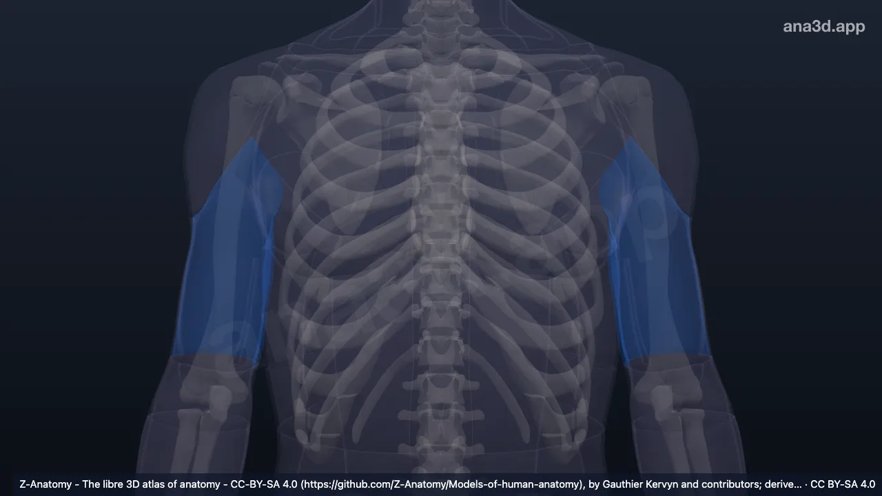 Modelo 3D: Región posterior del brazo
