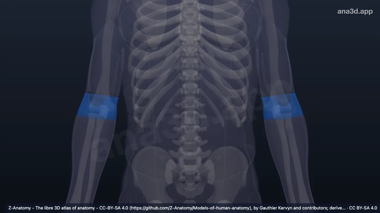 3D model: cubital region