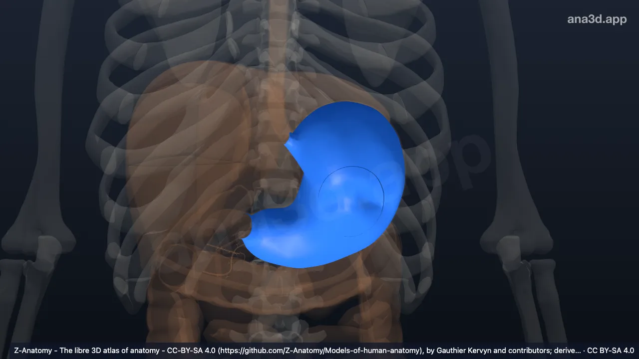 Modelo 3D: Mucosa do estômago