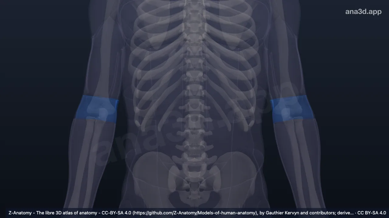 3D model: posterior region of elbow