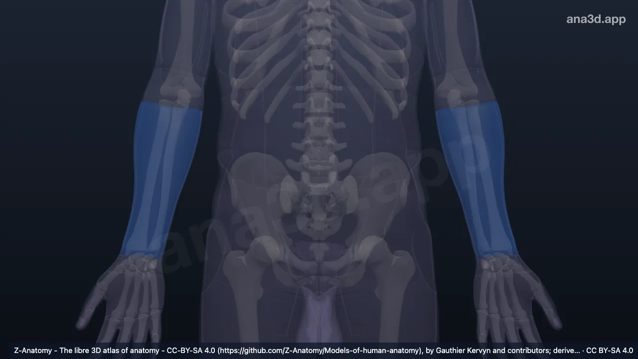 Modelo 3D: Região anterior do antebraço