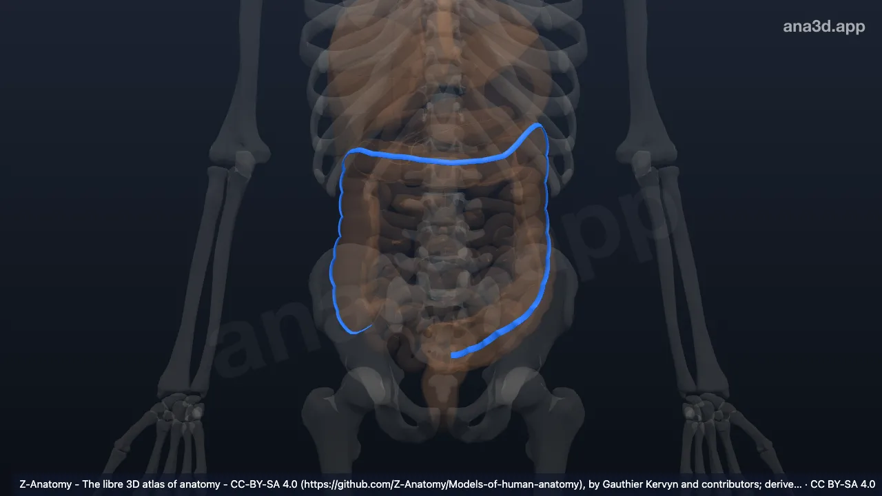3D model: mesocolic taenia