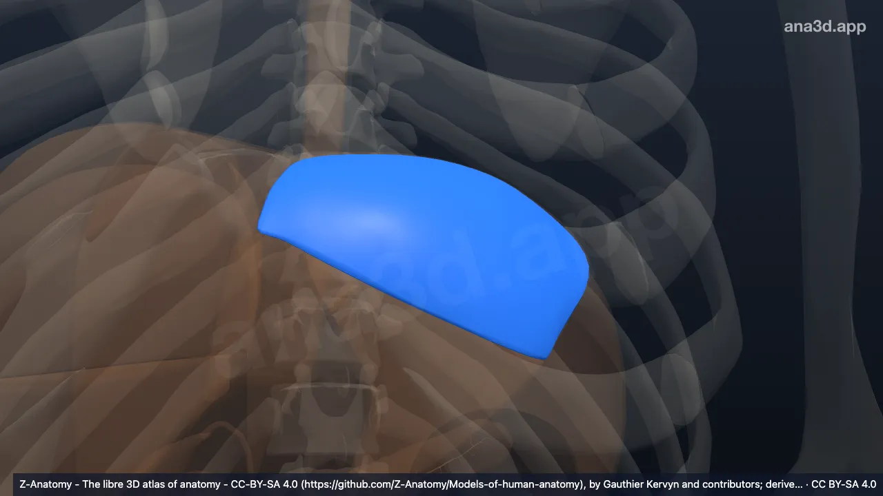Modelo 3D: Segmento posterior lateral izquierdo del hígado (II)