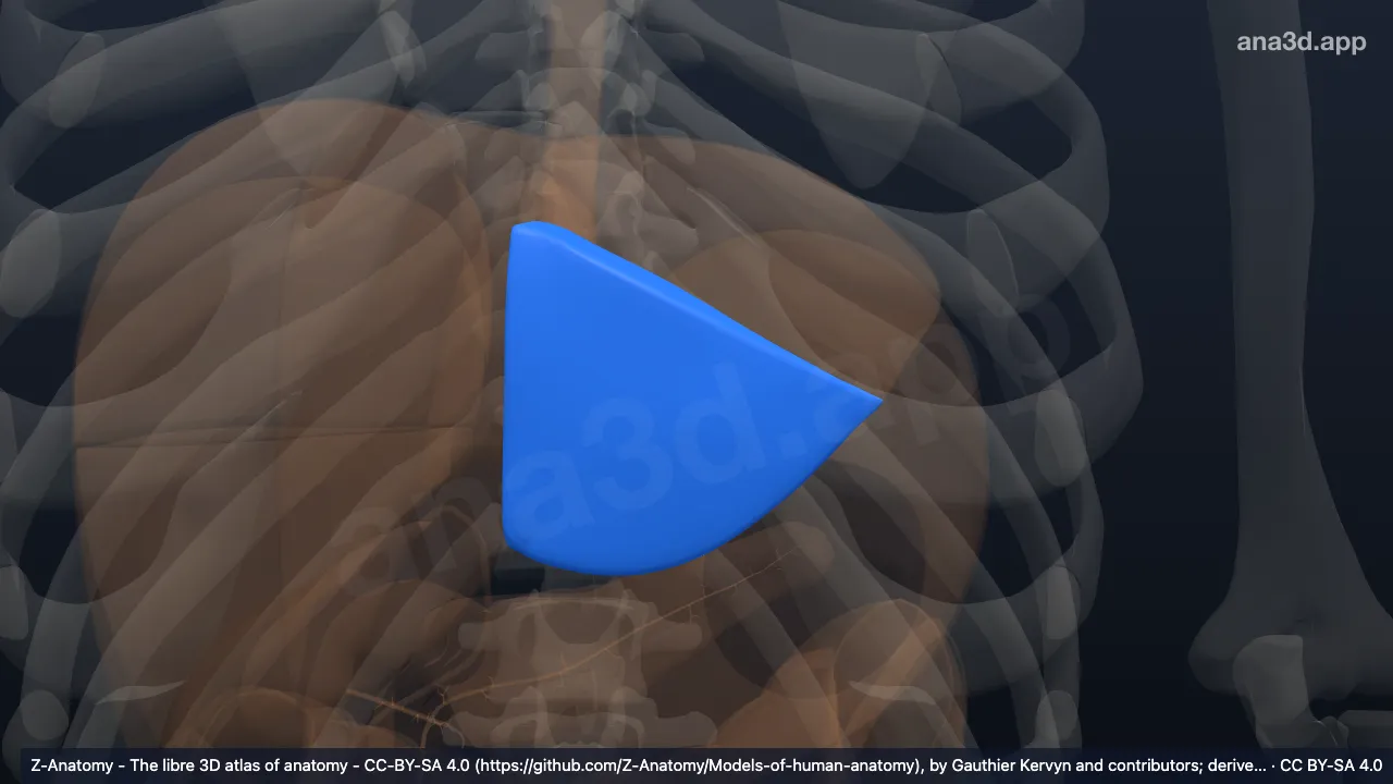 Modelo 3D: Segmento anterolateral esquerdo do fígado (III)
