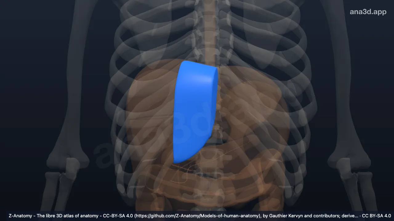 Modelo 3D: Segmento medial esquerdo do fígado (IV)