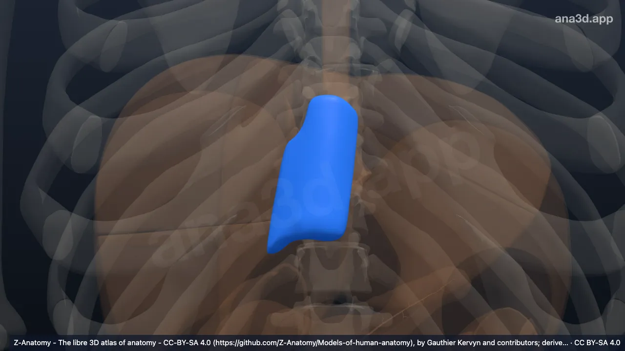 3D-Modell: Segmentum posterius hepatis (I)