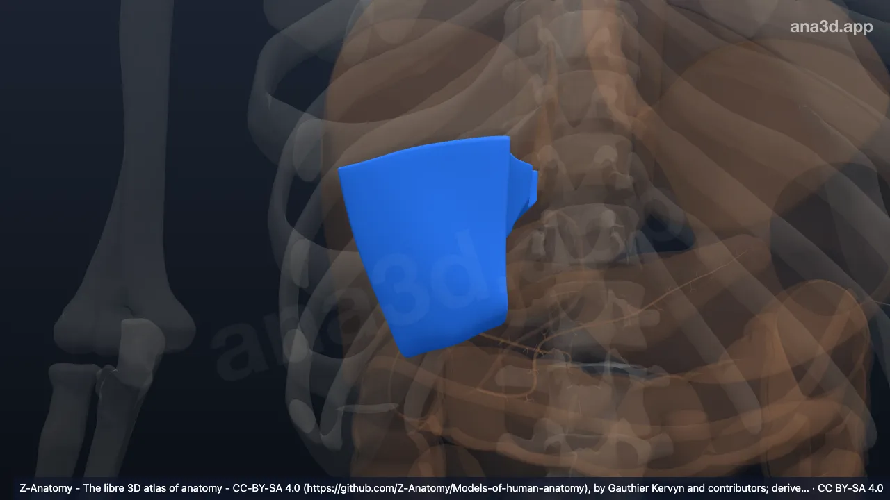 3D model: anterior medial segment of liver (V)