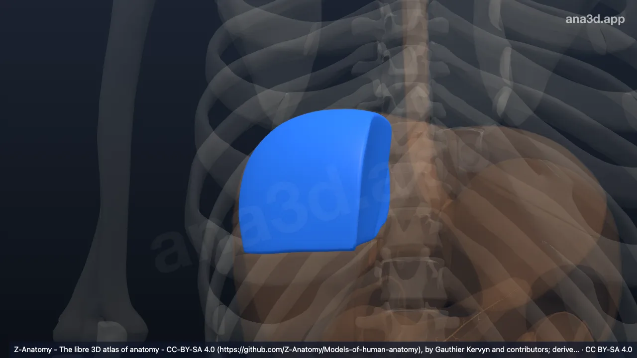 Model 3D: Segmen medial posterior hati (VIII)