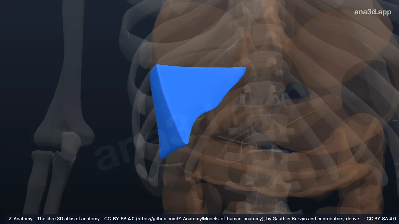 Modelo 3D: Segmento anterior lateral del hígado (VI)