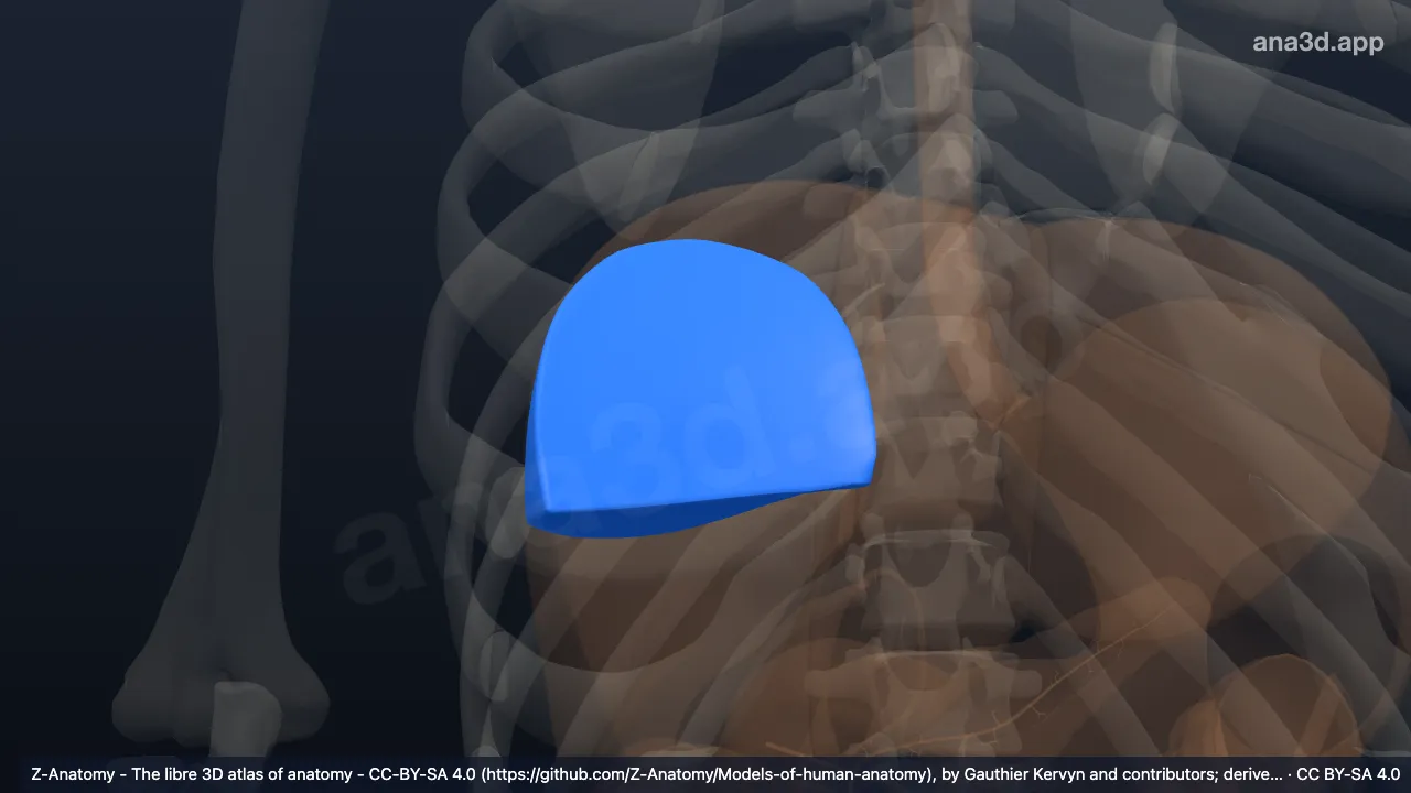 Modelo 3D: Segmento posterolateral do fígado (VII)