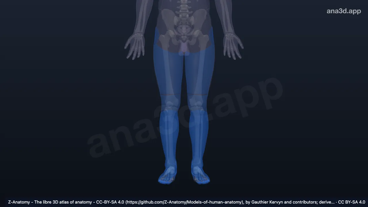 3D 모델: 다리의 부위