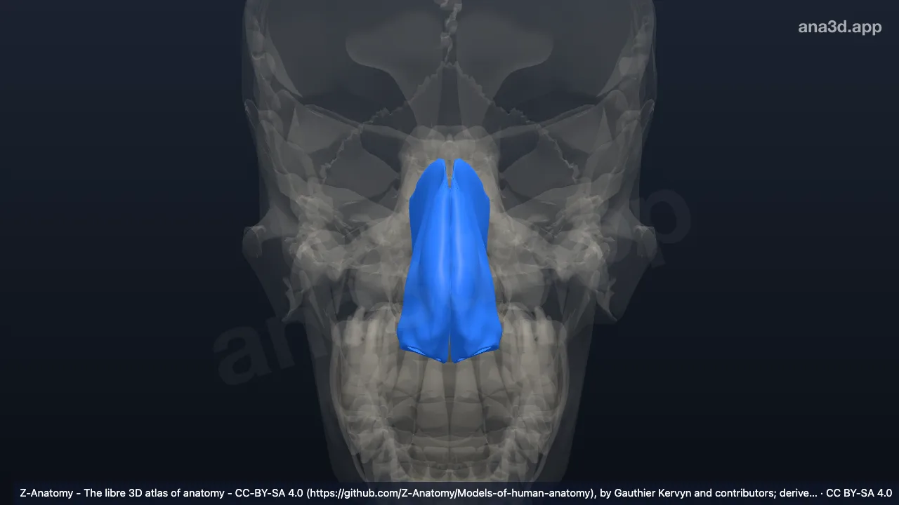 Modelo 3D: Capa mucosa de la cavidad nasal