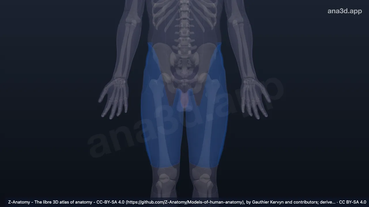 3D model: anterior region of thigh