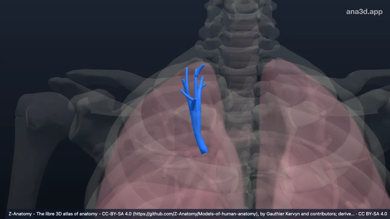 3D-Modell: Bronchus segmentalis apicalis der rechten Lunge (BI)