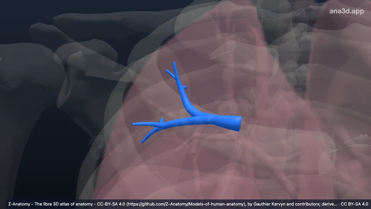 3D-Modell: Bronchus segmentalis posterior der rechten Lunge (BII)