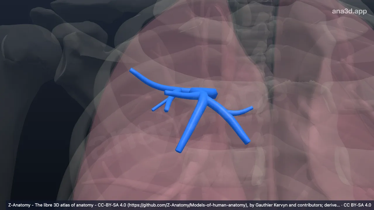 Modelo 3D: Bronquio segmentario anterior del pulmón derecho (BIII)