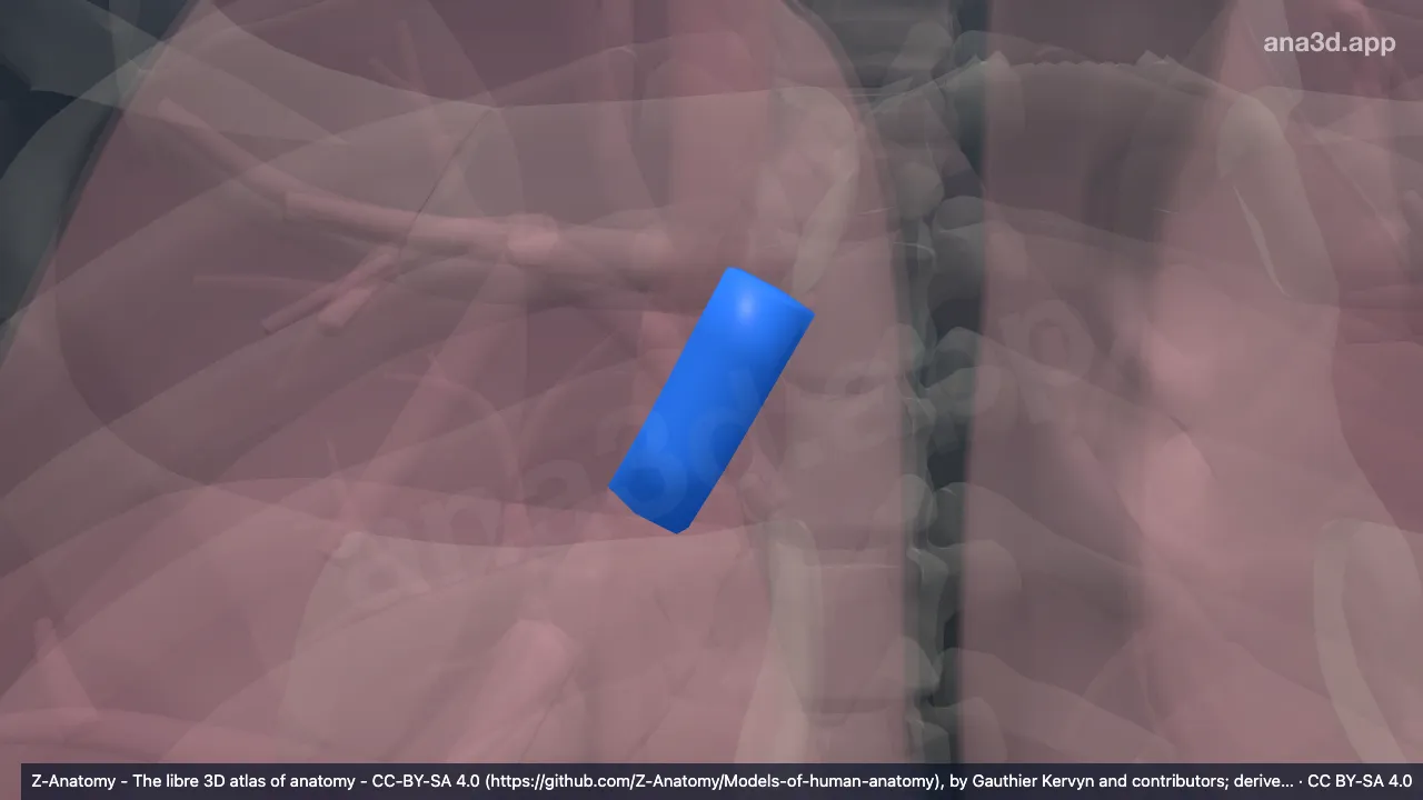 3D model: intermediate bronchus