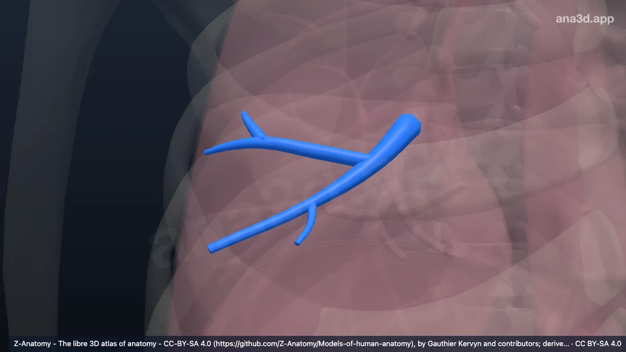 3D-Modell: Bronchus segmentalis lateralis der rechten Lunge (BIV)