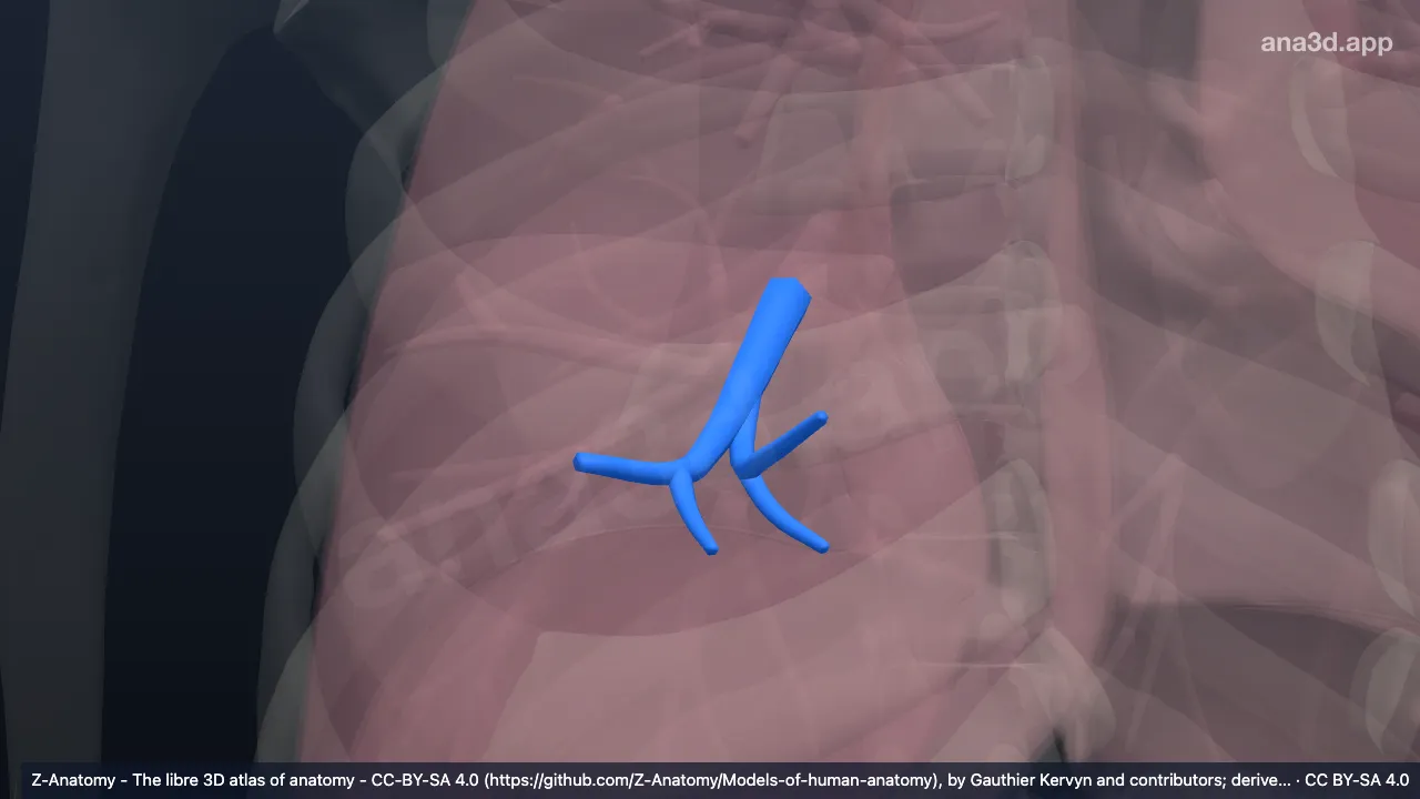 Model 3D: Bronkus segmentalis medialis paru kanan (BV)