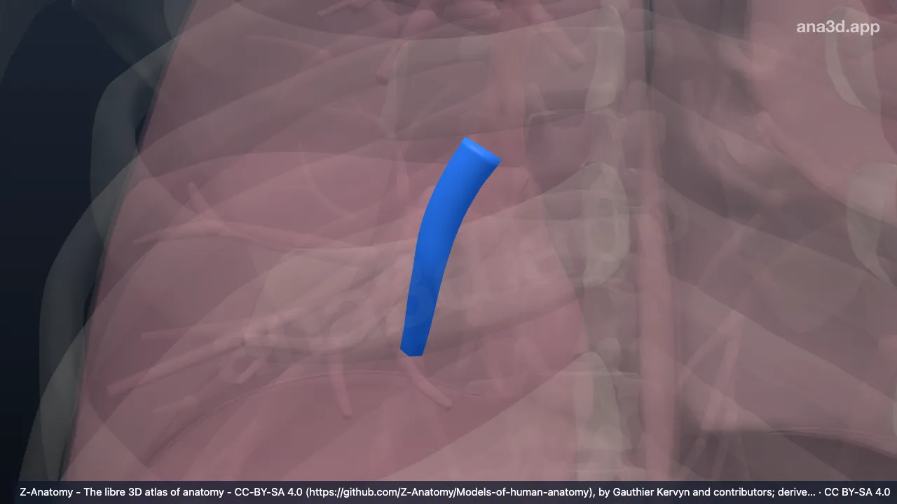 3D model: right inferior lobar bronchus