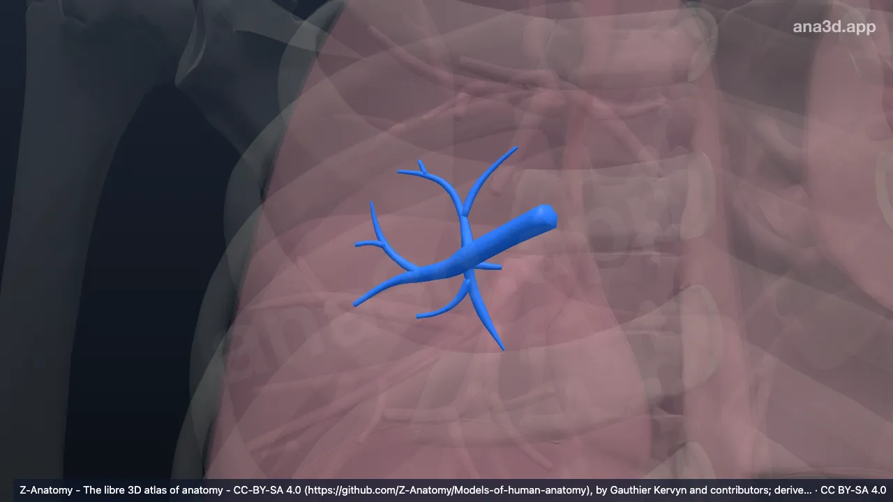 3D-Modell: Bronchus segmentalis superior der rechten Lunge (BVI)