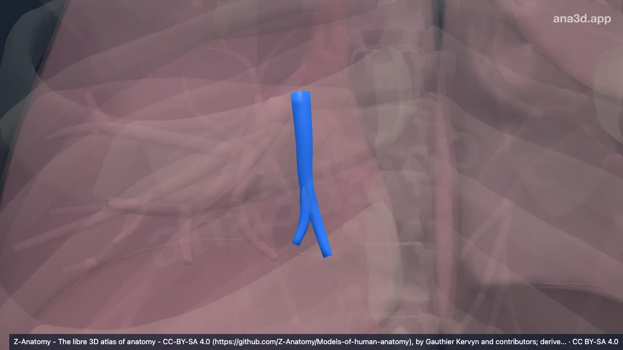 Modelo 3D: Bronquio segmentario basal medial del pulmón derecho (BVII)