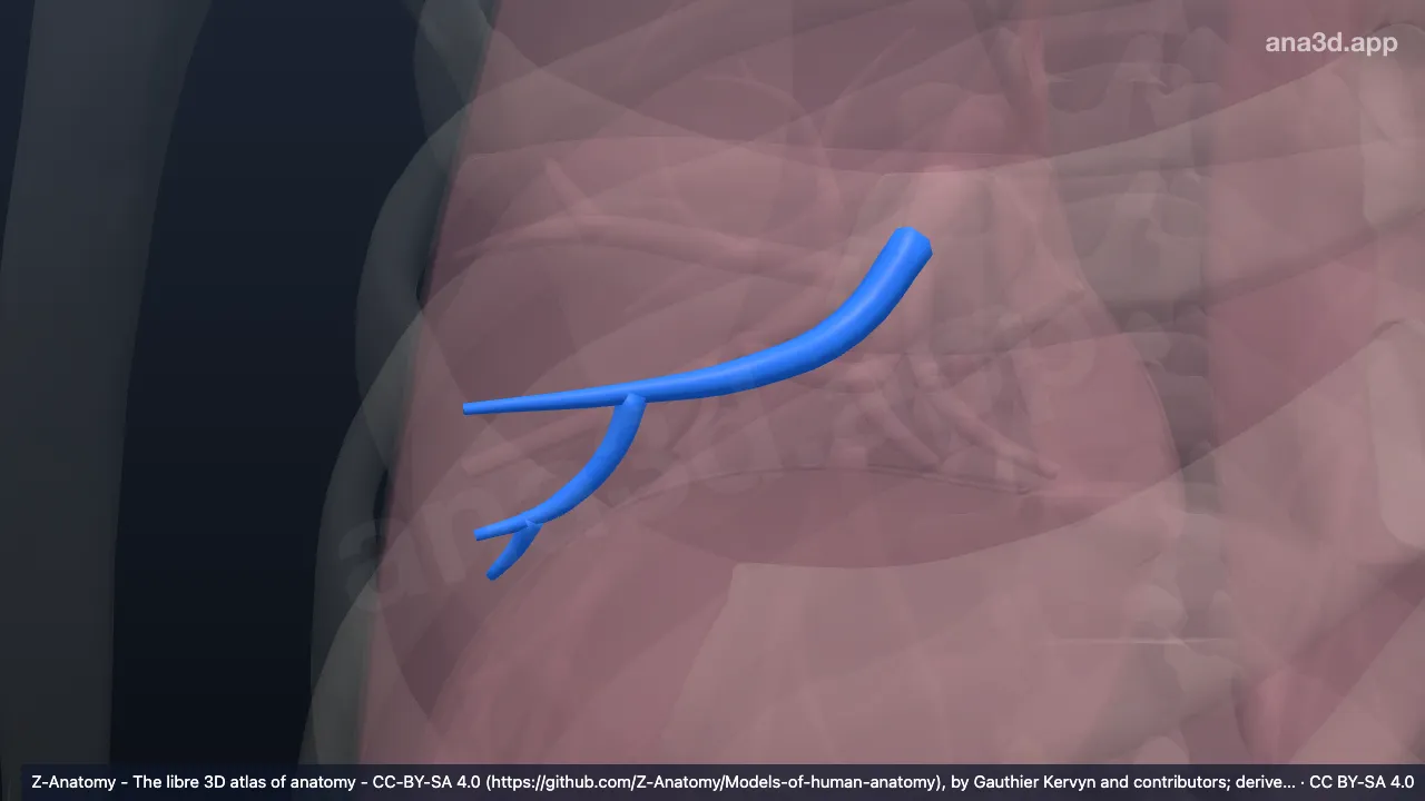 3D model: anterior basal segmental bronchus of right lung (BVIII)