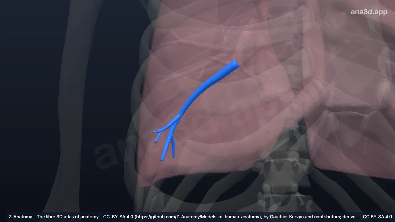 3D-Modell: Bronchus segmentalis basalis lateralis der rechten Lunge (BIX)
