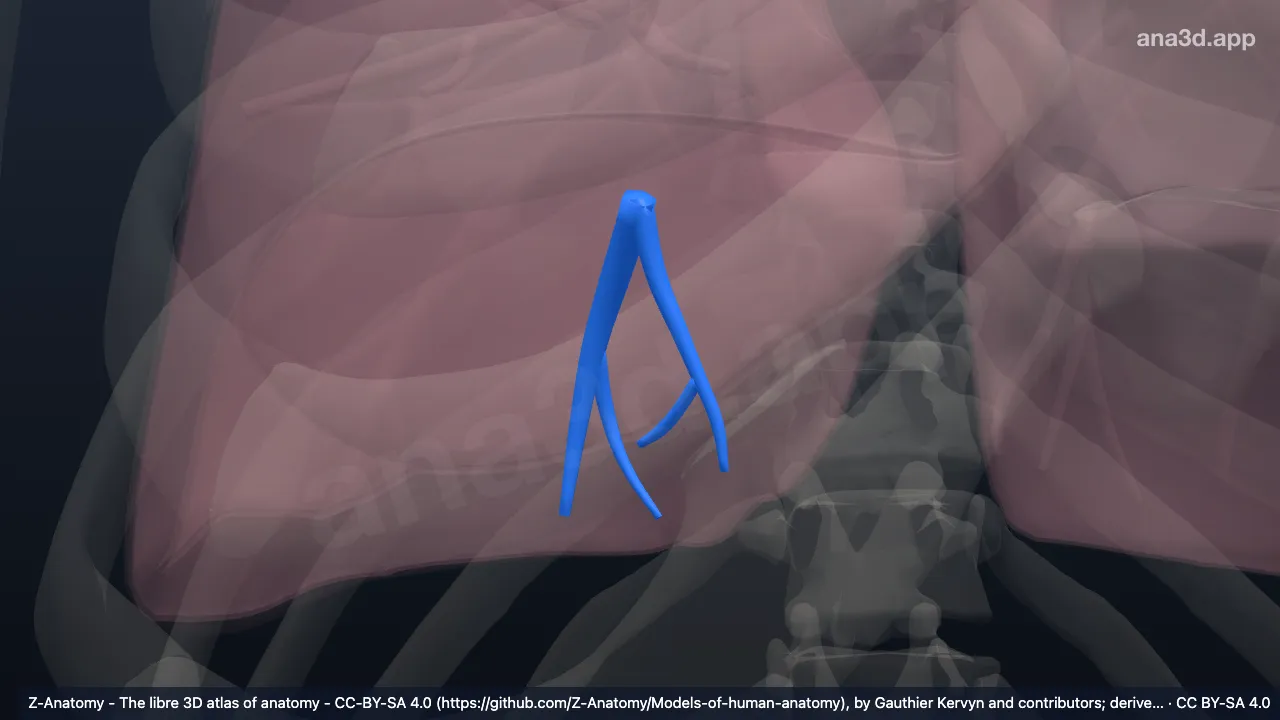 3D-Modell: Bronchus segmentalis basalis posterior der rechten Lunge (BX)
