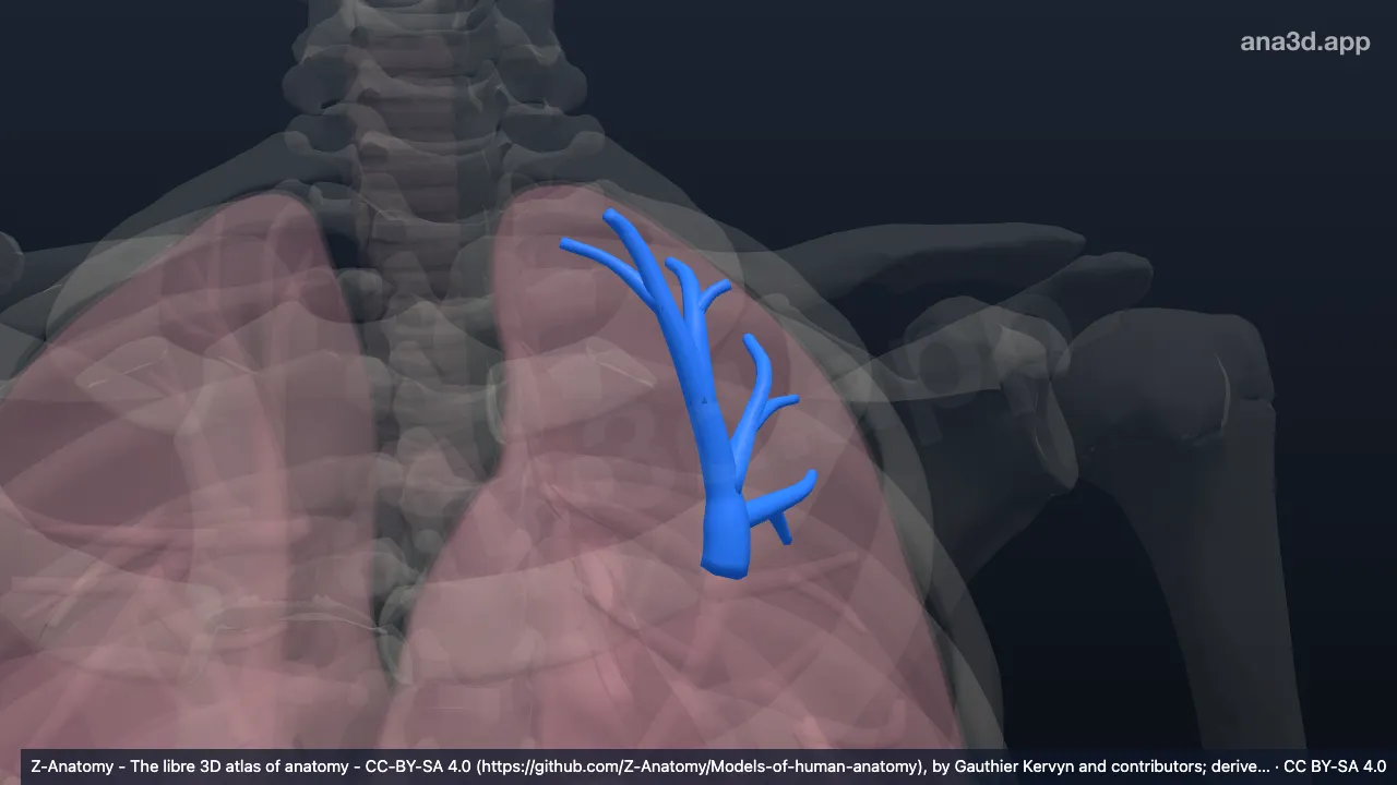 Modèle 3D : Bronche segmentaire apicopost.-poumon gauche (BI+BII)