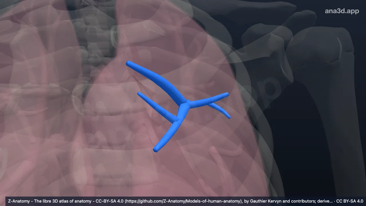 Modelo 3D: Bronquio segmentario anterior del pulmón izquierdo (BIII)