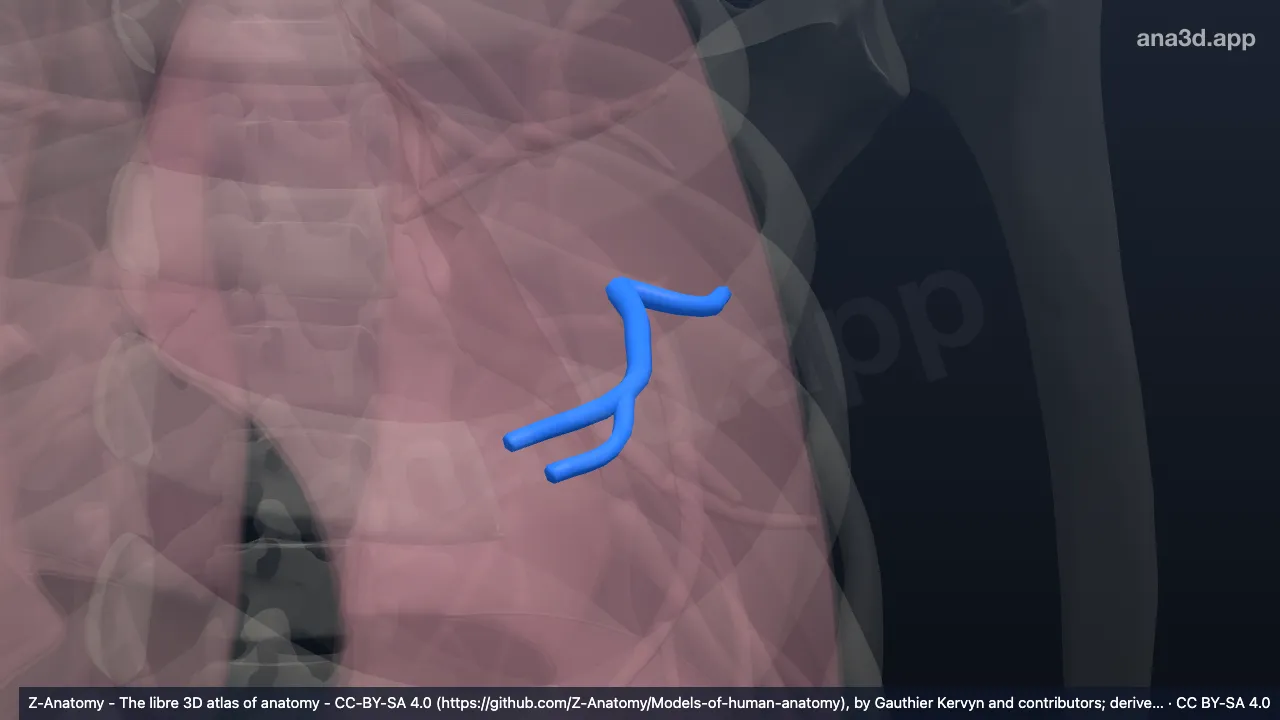3D-Modell: Bronchus segmentalis lingularis superior der linken Lunge (BIV)