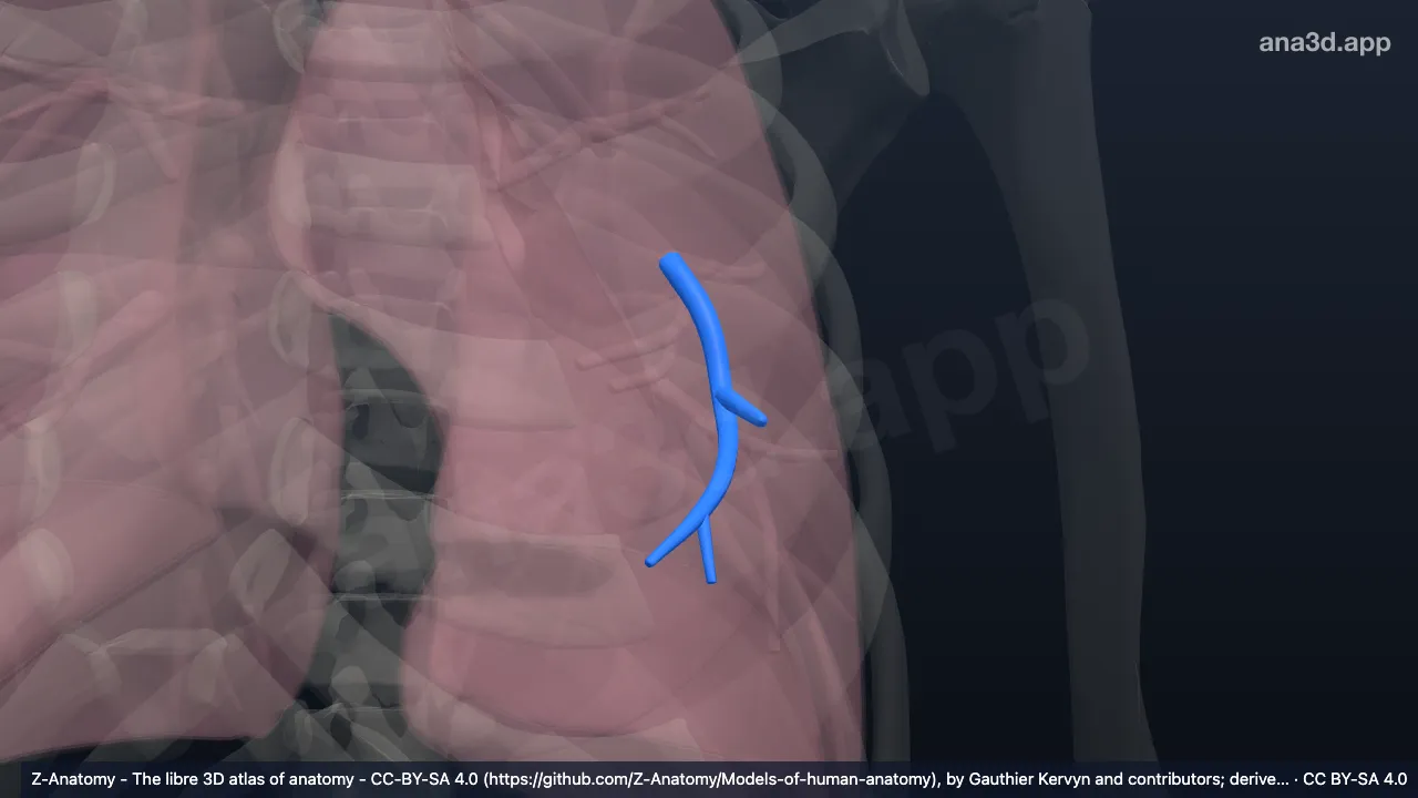 Modelo 3D: Bronquio segmentario lingular inf. del pulmón izquierdo (BV)