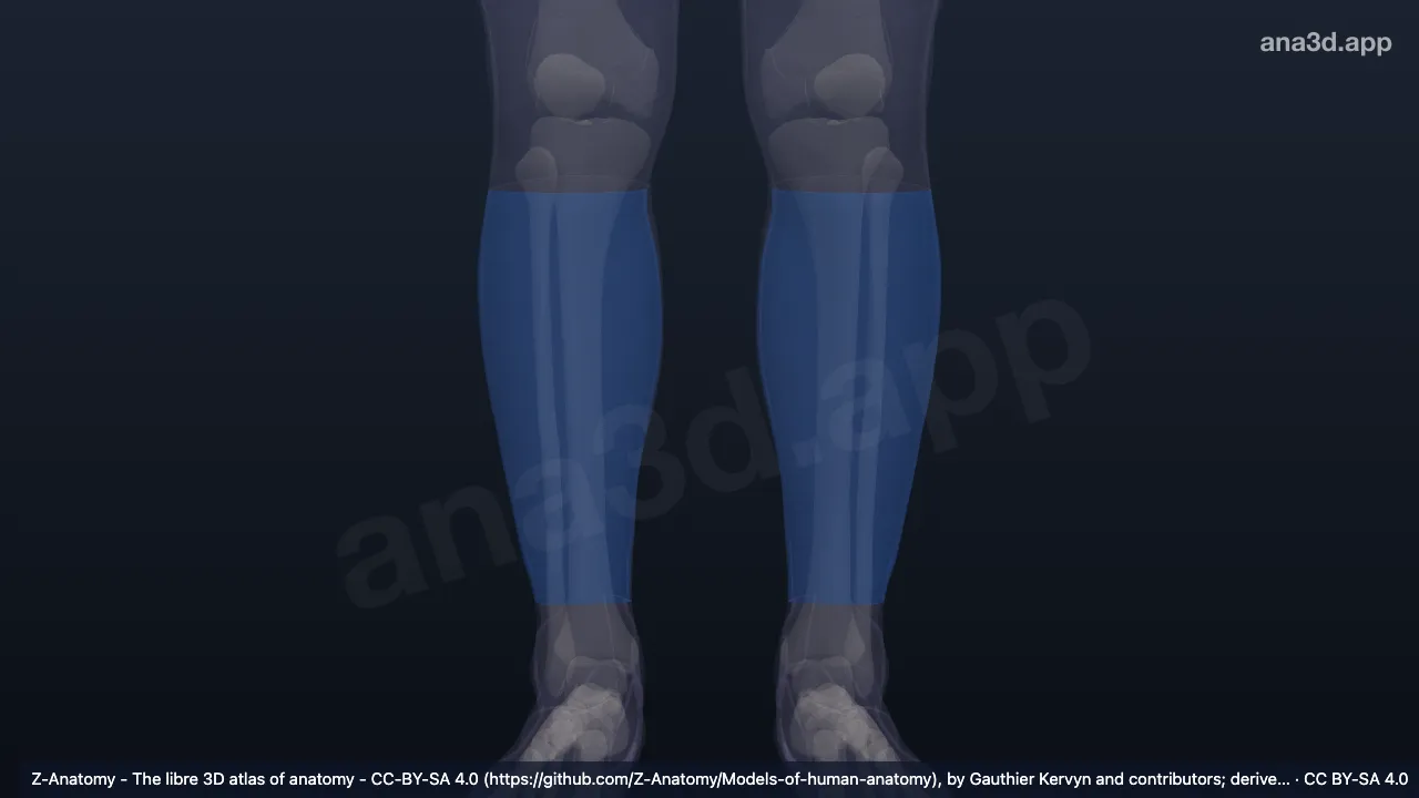 3D model: anterior region of leg