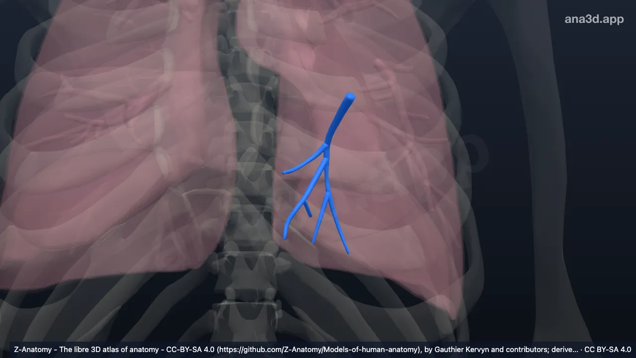 Modelo 3D: Bronquio segmentario basal medial del pulmón izquierdo (BVII)