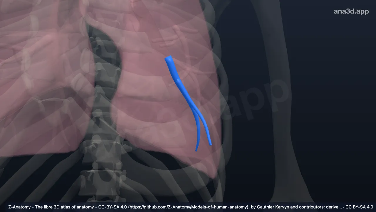 Modelo 3D: Bronquio segmentario basal lateral del pulmón izquierdo (BIX)