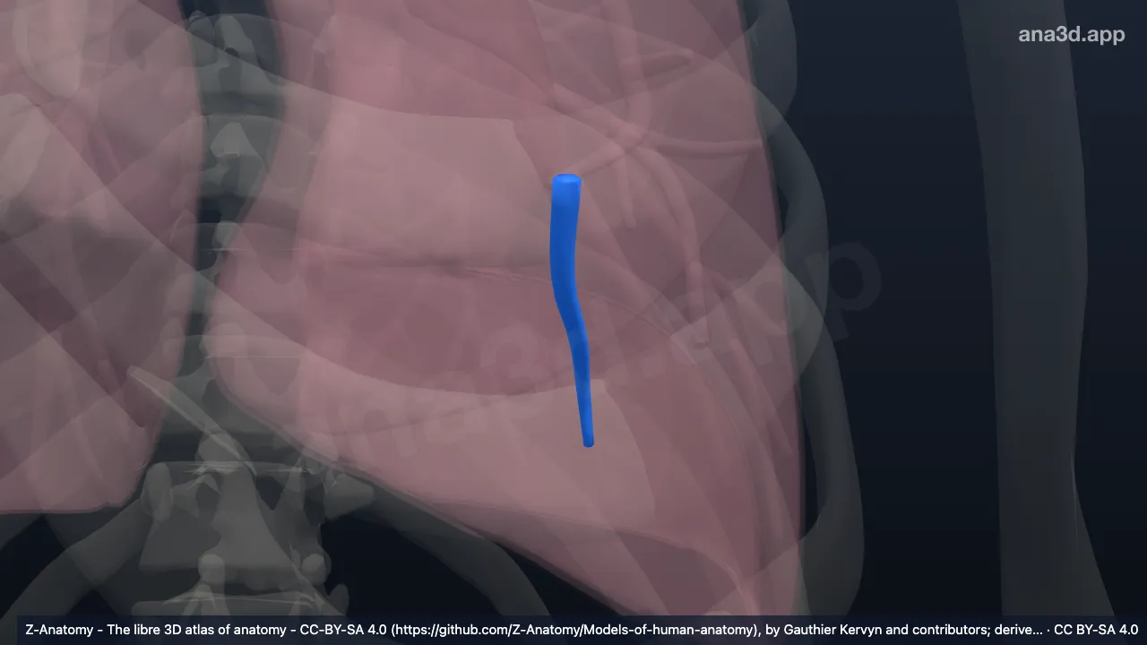 Modèle 3D : Bronche segmentaire basale postérieure du poumon gauche (BX)