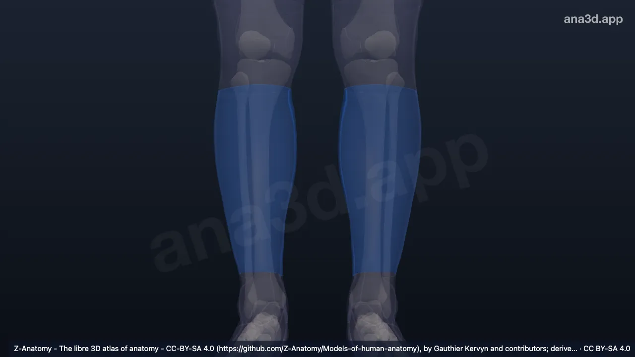 Modelo 3D: Região posterior da perna