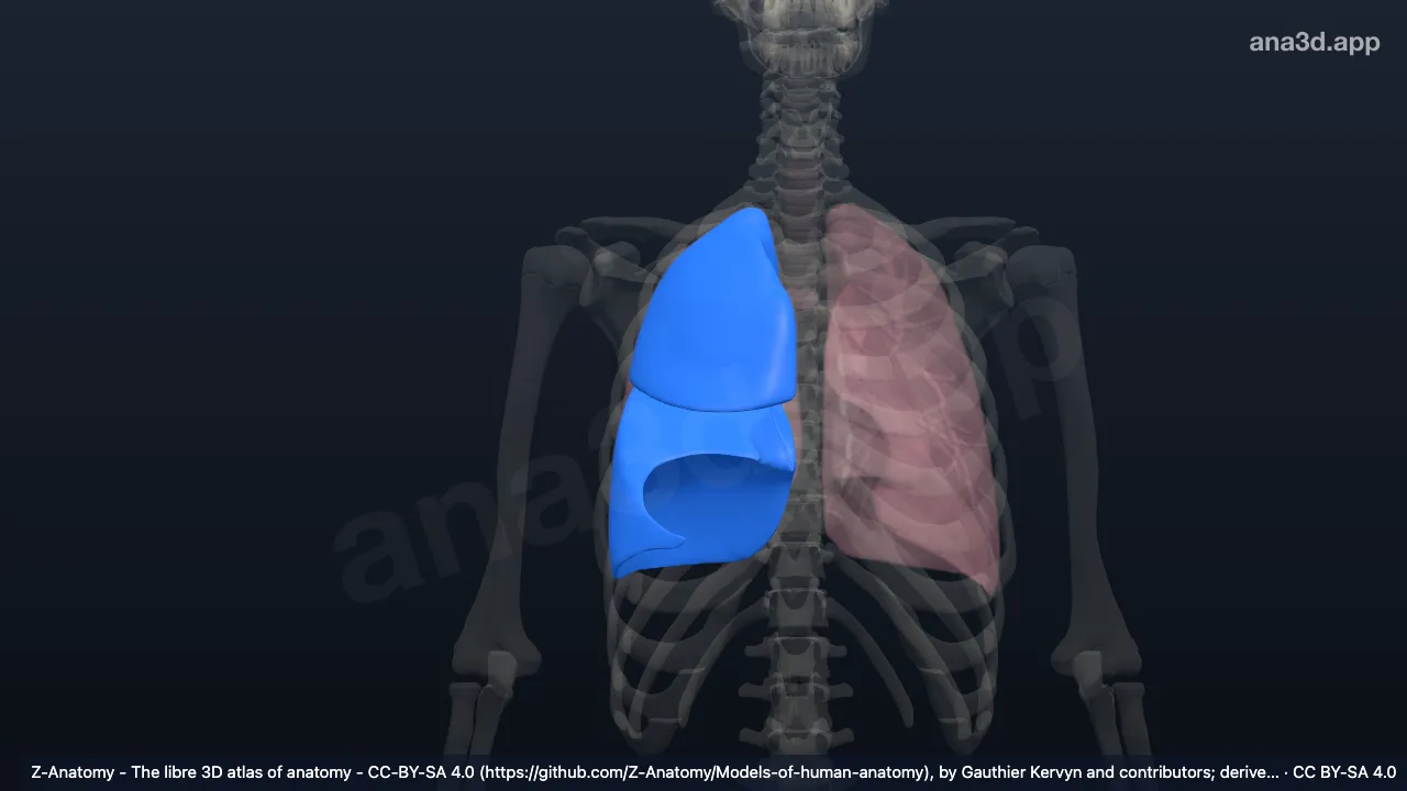3D model: right lung